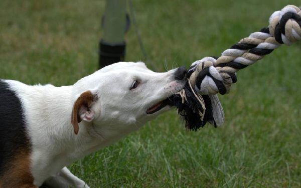 Cachorro destruindo tudo: dicas para resolver o problema