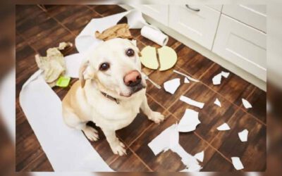 Cachorro destruindo tudo: dicas para resolver o problema