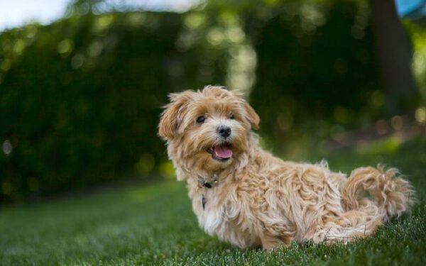 Dicas de como se tornar um tutor melhor para o seu cachorro