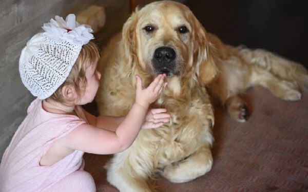 Dicas de como se tornar um tutor melhor para o seu cachorro