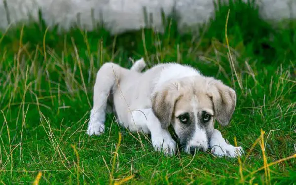 Dicas de como se tornar um tutor melhor para o seu cachorro