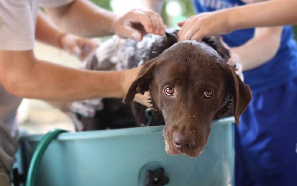 Dicas de como se tornar um tutor melhor para o seu cachorro