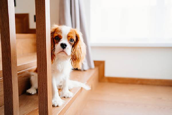 Dicas de como se tornar um tutor melhor para o seu cachorro