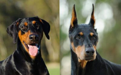 Corte das orelhas dos cães: estética ou crueldade?