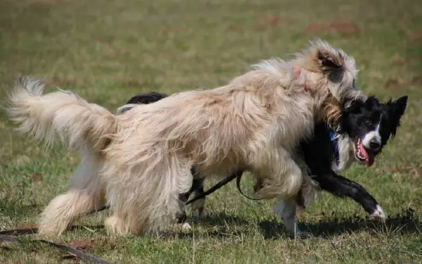 Dicas para ensinar o cachorro a ignorar outros animais na rua