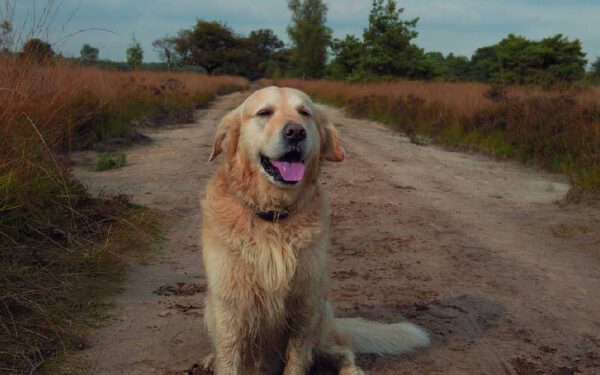 Dicas para ensinar o cachorro a ignorar outros animais na rua