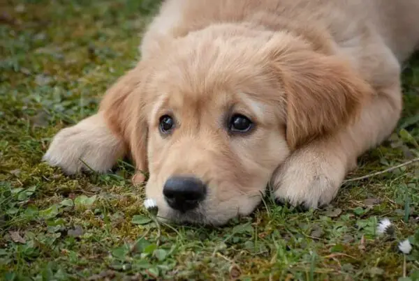 Infecção urinária em cães: causas, sintomas e tratamento