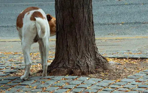 Infecção urinária em cães: causas, sintomas e tratamento