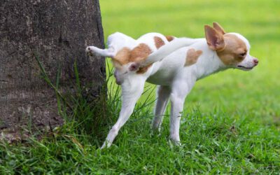 Infecção urinária em cães: causas, sintomas e tratamento