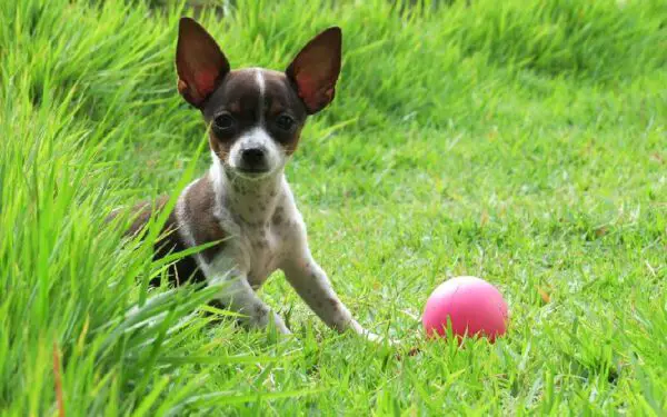 Motivos para adotar um cachorro