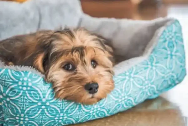 Os cachorros sabem quando estão morrendo?