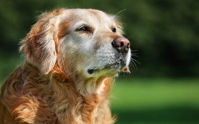 os-cachorros-sabem-quando-estao-morrendo