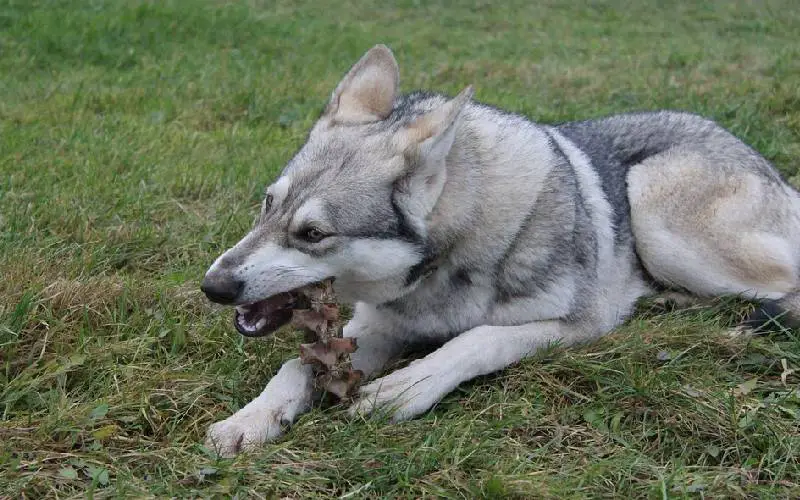 Por que os cães comem cocô?