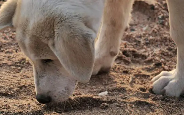 Por que os cães comem sujeira?