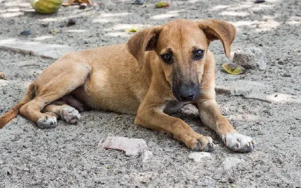 Por que os cães comem sujeira?