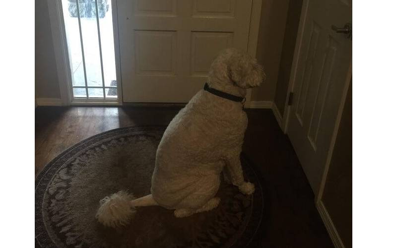 Fotos de cachorros fofos (para aquecer o seu coração) posts-de-cachorros-fofos