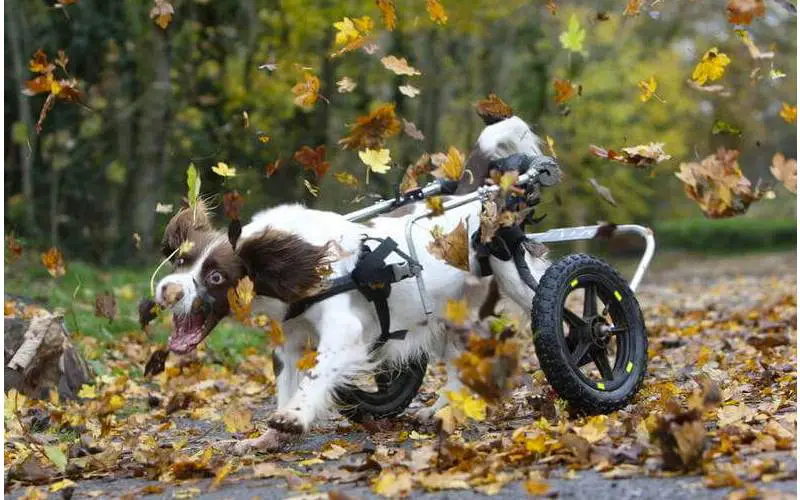 Fotos de cachorros fofos (para aquecer o seu coração) posts-de-cachorros-fofos