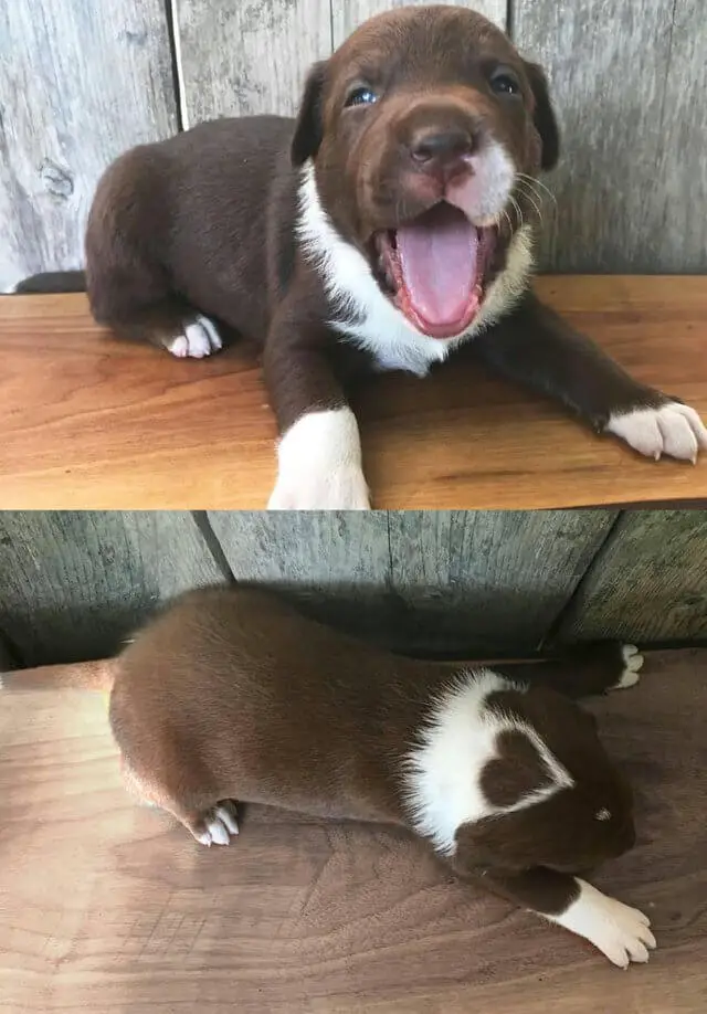 Fotos de cachorros fofos (para aquecer o seu coração) posts-de-cachorros-fofos