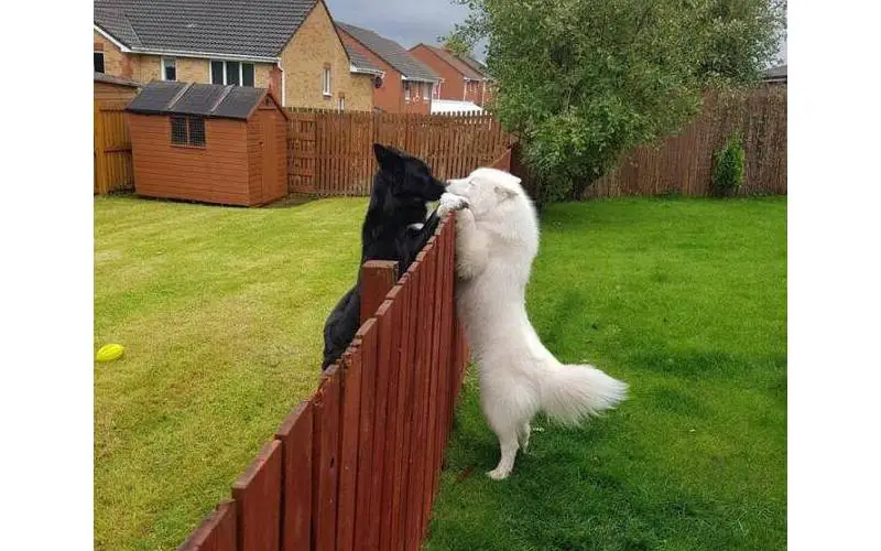 Fotos de cachorros fofos (para aquecer o seu coração) posts-de-cachorros-fofos