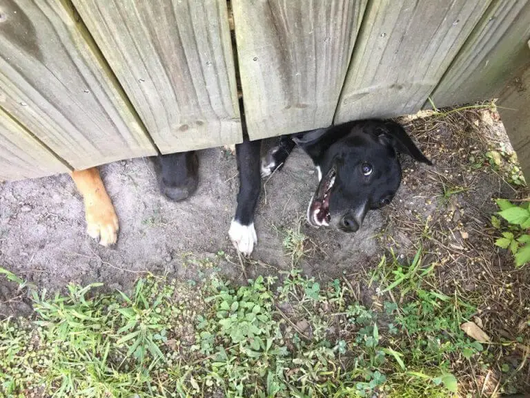 Fotos de cachorros fofos (para aquecer o seu coração) posts-de-cachorros-fofos