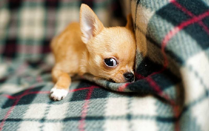 Fotos de cachorros fofos (para aquecer o seu coração) posts-de-cachorros-fofos