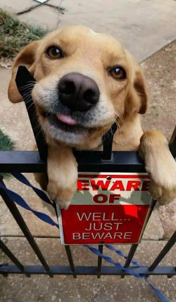 Fotos de cachorros fofos (para aquecer o seu coração) posts-de-cachorros-fofos