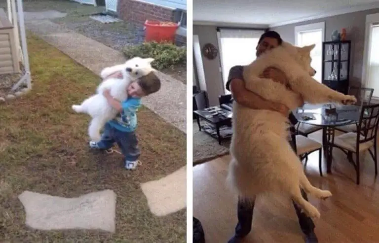 Fotos de cachorros fofos (para aquecer o seu coração) posts-de-cachorros-fofos