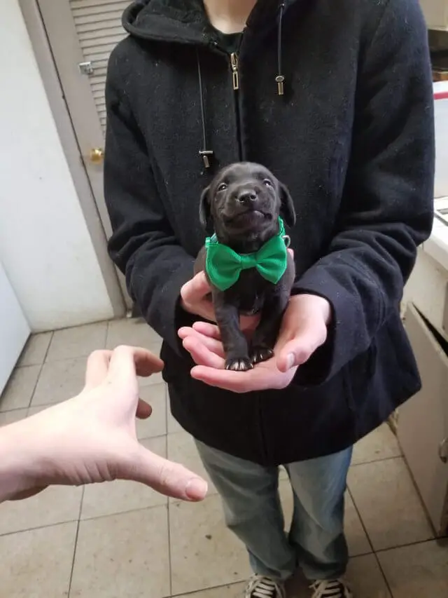 Fotos de cachorros fofos (para aquecer o seu coração) posts-de-cachorros-fofos