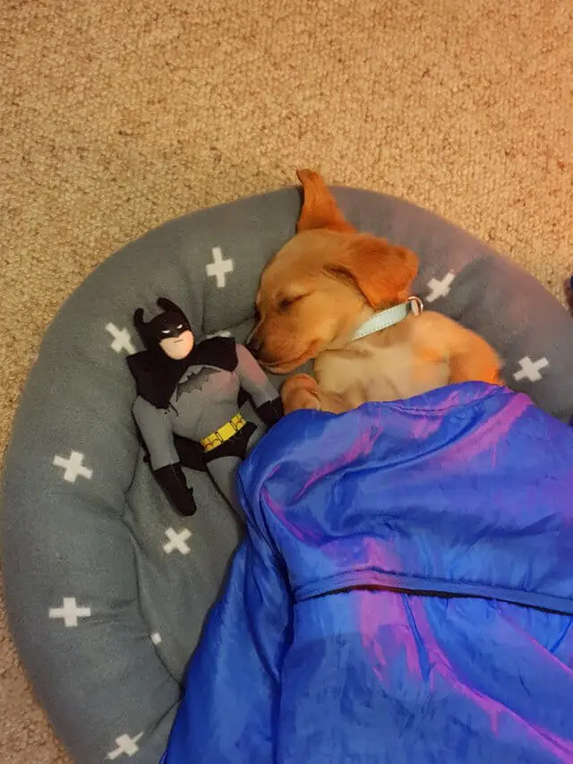 Fotos de cachorros fofos (para aquecer o seu coração) posts-de-cachorros-fofos