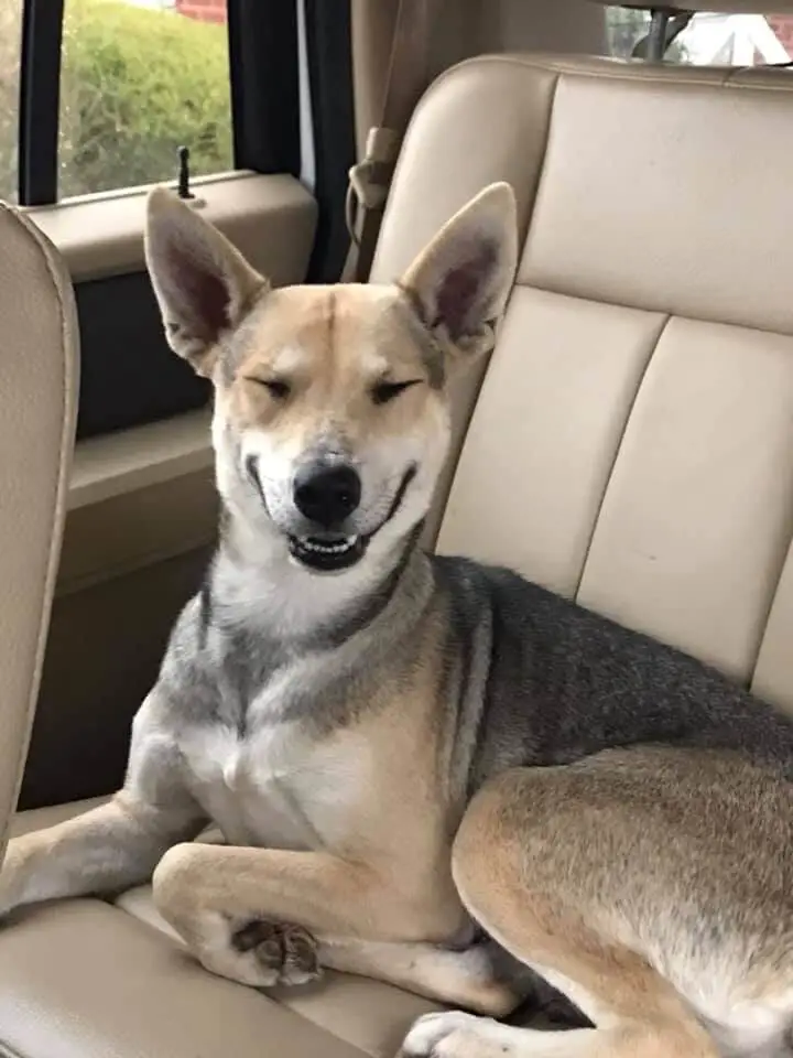 Fotos de cachorros fofos (para aquecer o seu coração) posts-de-cachorros-fofos