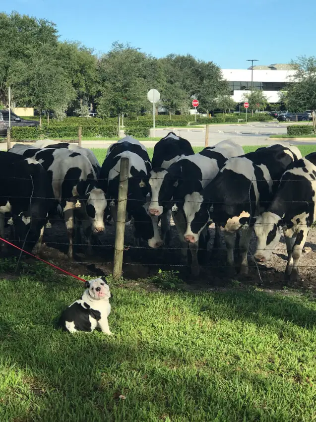Fotos de cachorros fofos (para aquecer o seu coração) posts-de-cachorros-fofos