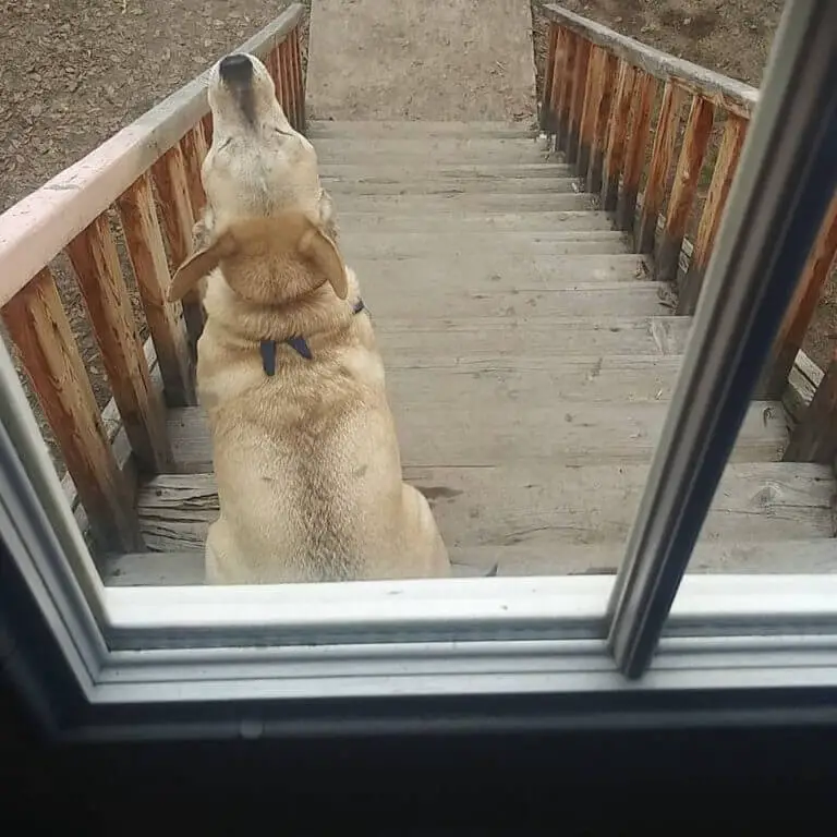 Fotos de cachorros fofos (para aquecer o seu coração) posts-de-cachorros-fofos