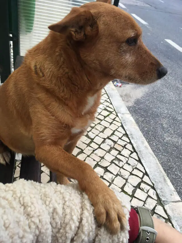 Fotos de cachorros fofos (para aquecer o seu coração) posts-de-cachorros-fofos