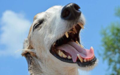 A boca do cachorro é mais limpa do que a de um ser humano?