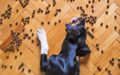 Qual a quantidade certa de comida para os cachorros?