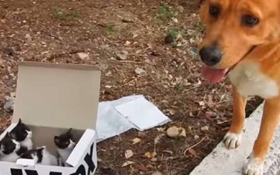 Cachorro encontra gatinhos abandonados em uma caixa e se torna pai adotivo