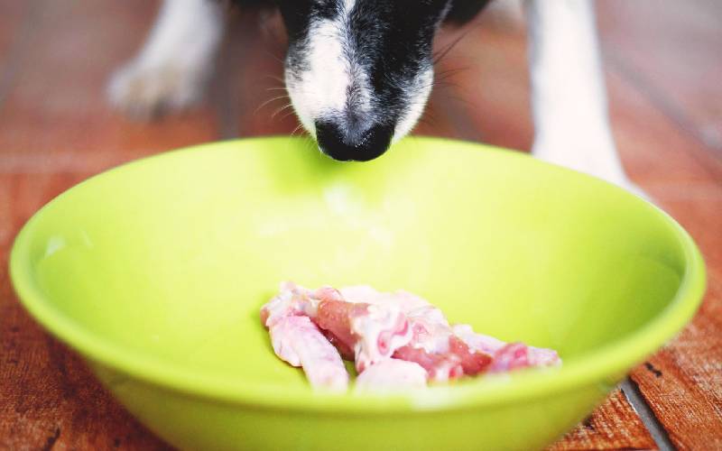 Cachorro-pode-comer-frango-cru