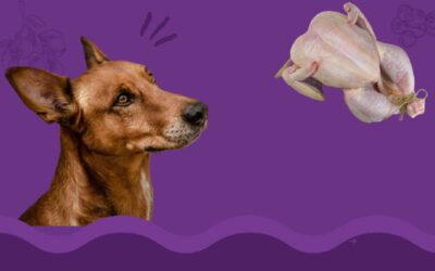 Cachorro pode comer frango cru?