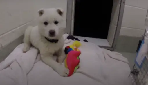 Cachorro-salvo-de-virar-comida-ganha-o-primeiro-brinquedo