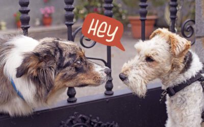 Como os cachorros se comunicam uns com os outros?