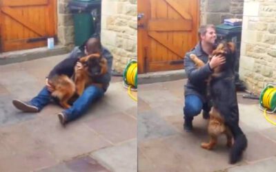 Cachorro desmaia e chora de alegria quando vê seu pai após meses separados