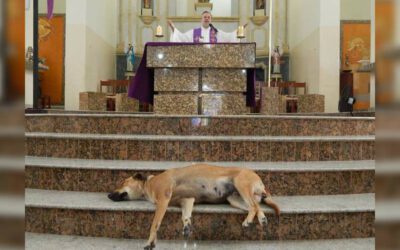 Padre brasileiro permite que cachorros de rua participem da missa para ajudá-los a encontrar um lar