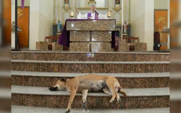 Padre-brasileiro-deixa-caes-na-igreja