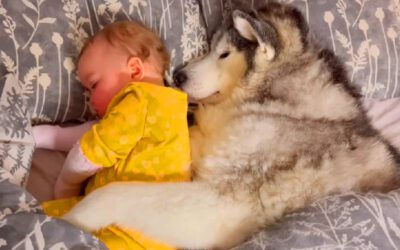 Cachorra derrete corações abraçando sua irmãzinha enquanto ela dorme