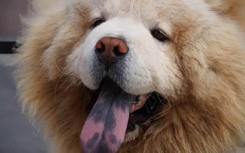 a-boca-do-cachorro-e-mais-limpa-do-que-a-de-um-ser-humano