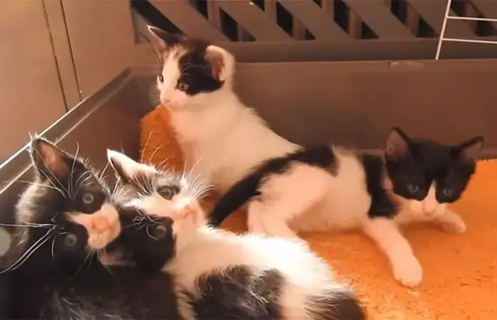 cachorro-adota-gatinhos-abandonados