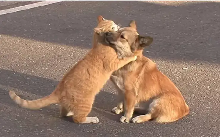 cachorro-adota-gatinhos-abandonados