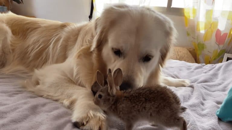 cachorro-pensa-que-e-pai-de-quatro-coelhinhos