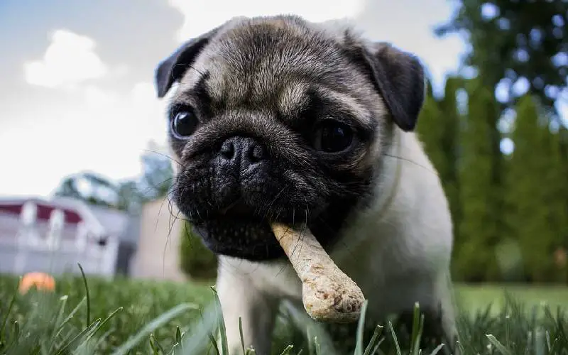 Cachorro-pode-comer-carne