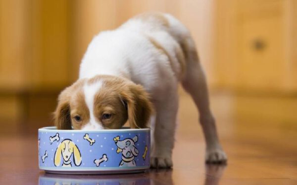 Qual é a quantidade certa de comida que se deve dar para os cachorros?